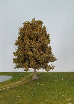 Buche Frühherbst, Profiline